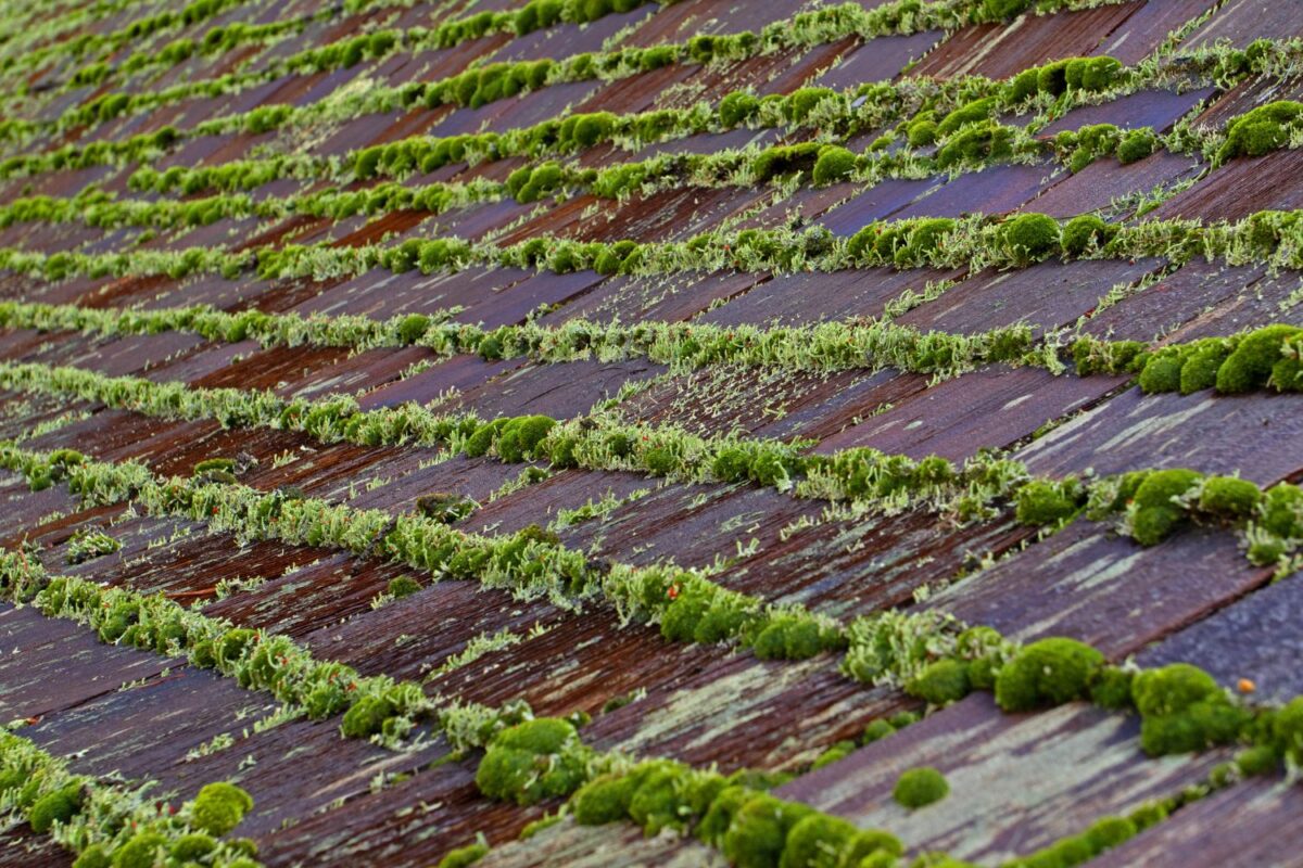 Why does moss grow on Roofs, causes, risks and proven solutions from Cajun Softwash.