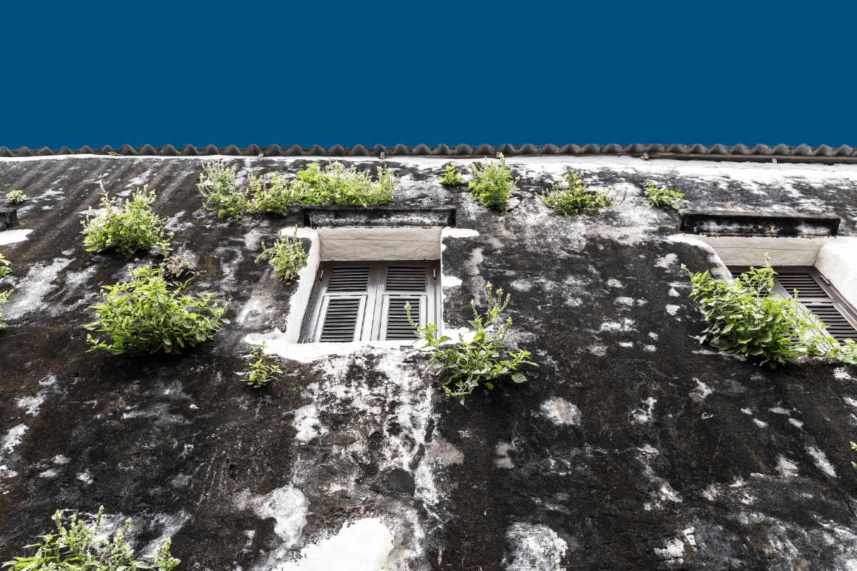 algae-on-roof-shingles-in-louisiana Alt: A weathered building facade with closed-shuttered windows and plants growing out of the walls, set against a dark blue sky.