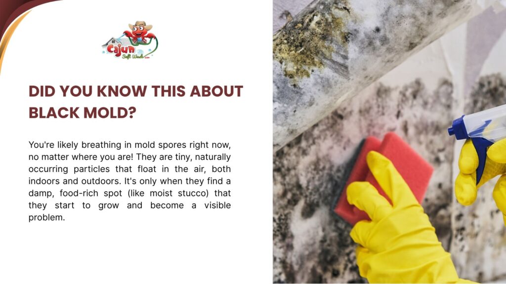 black-mold-on-stucco-cleaning-awareness-cajun-softwash.png