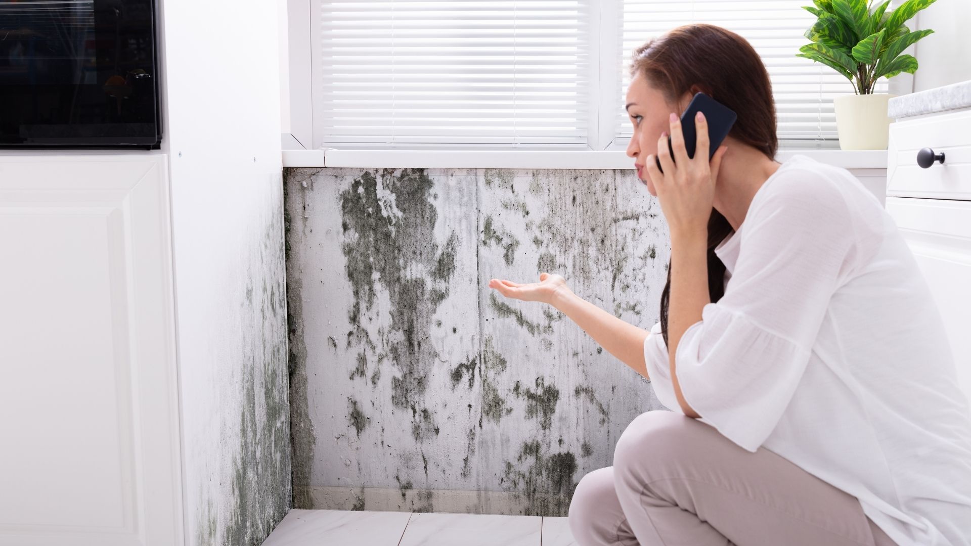 What Kills Mold and Mildew?