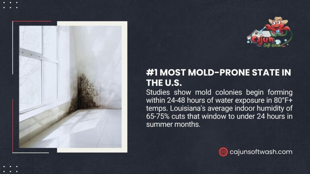 preventing mold in Louisiana - Mold growth on wall corner near window illustrating Louisiana as most mold-prone state with 65-75% indoor humidity in summer.
