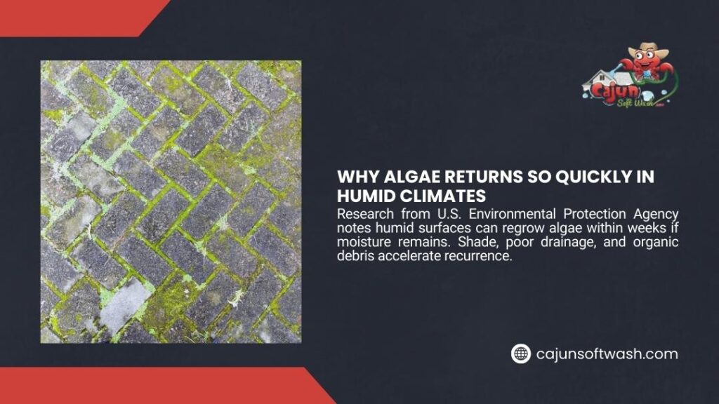 Infographic on why algae returns quickly in humid climates, showing paver surface with green algae growth and EPA research on moisture and regrowth.
