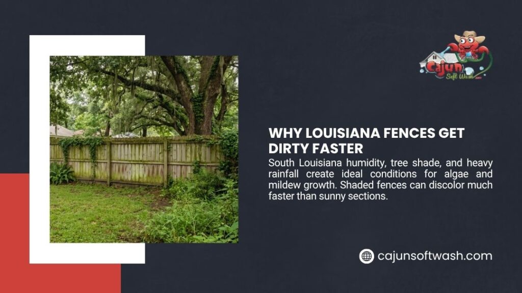 Cajun Soft Wash graphic "Why Louisiana Fences Get Dirty Faster" showing a weathered wooden fence covered in algae and mildew in a shaded, humid backyard with trees and greenery.